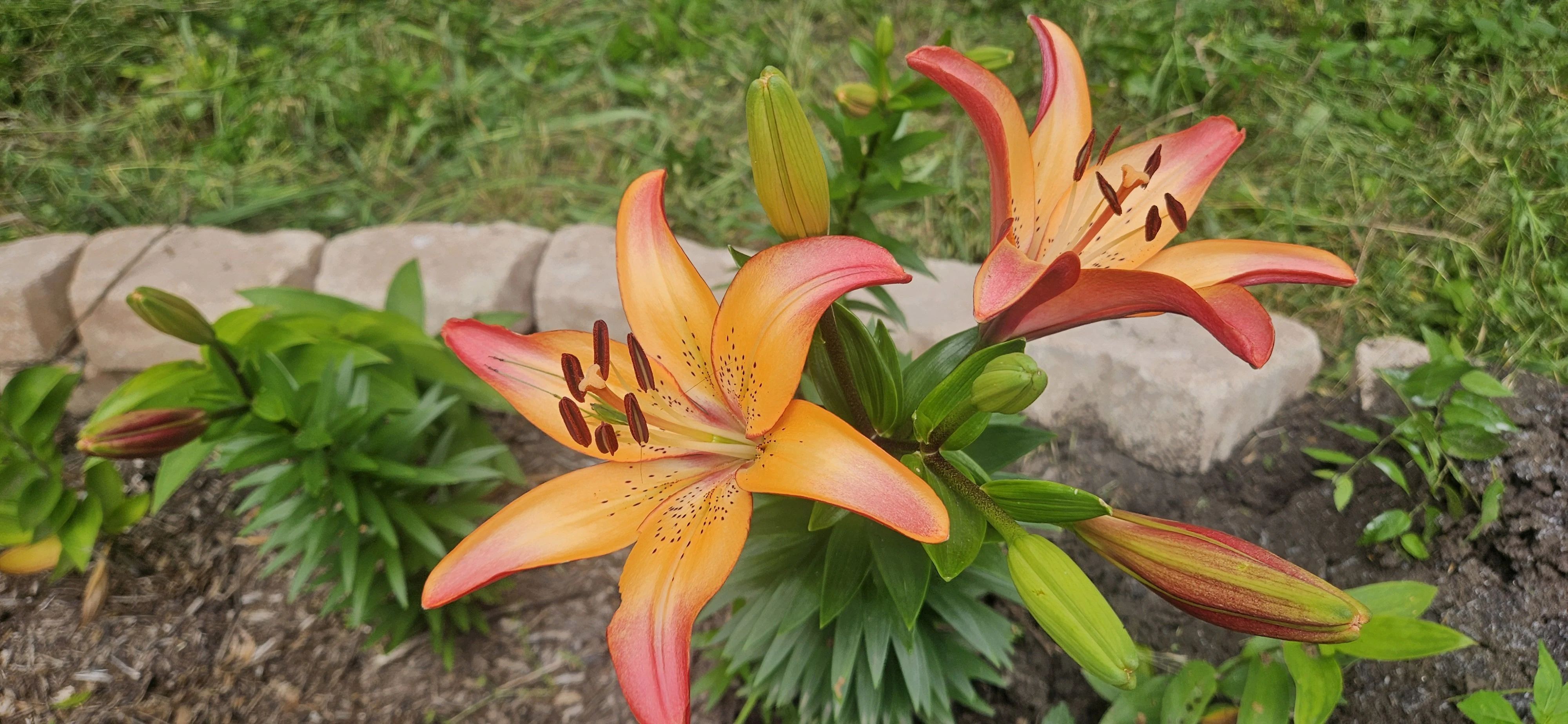 The lilies are popping 🌞
