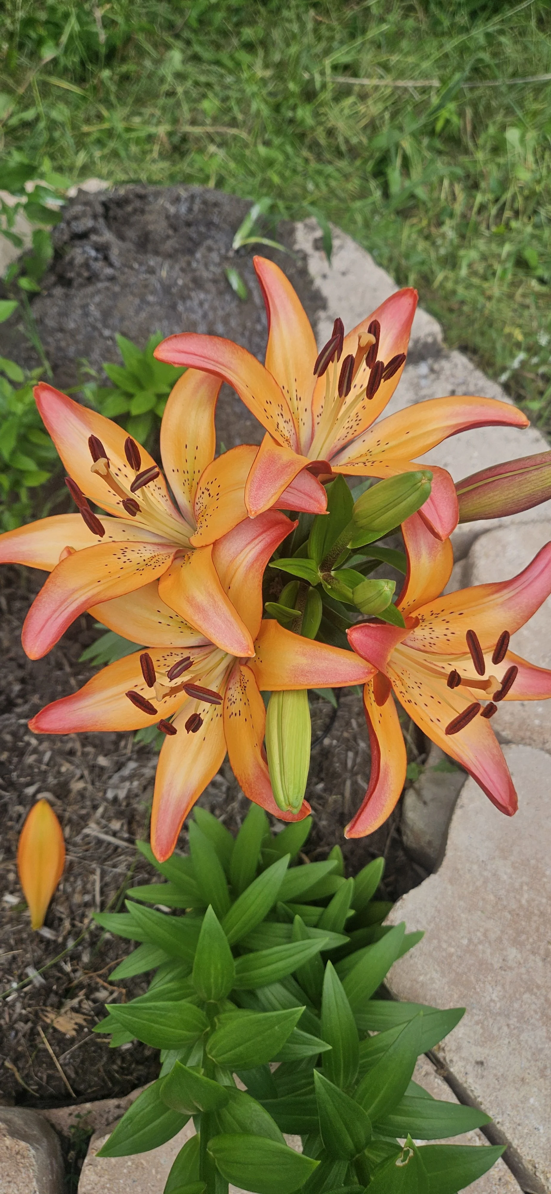 The lilies are popping 🌞