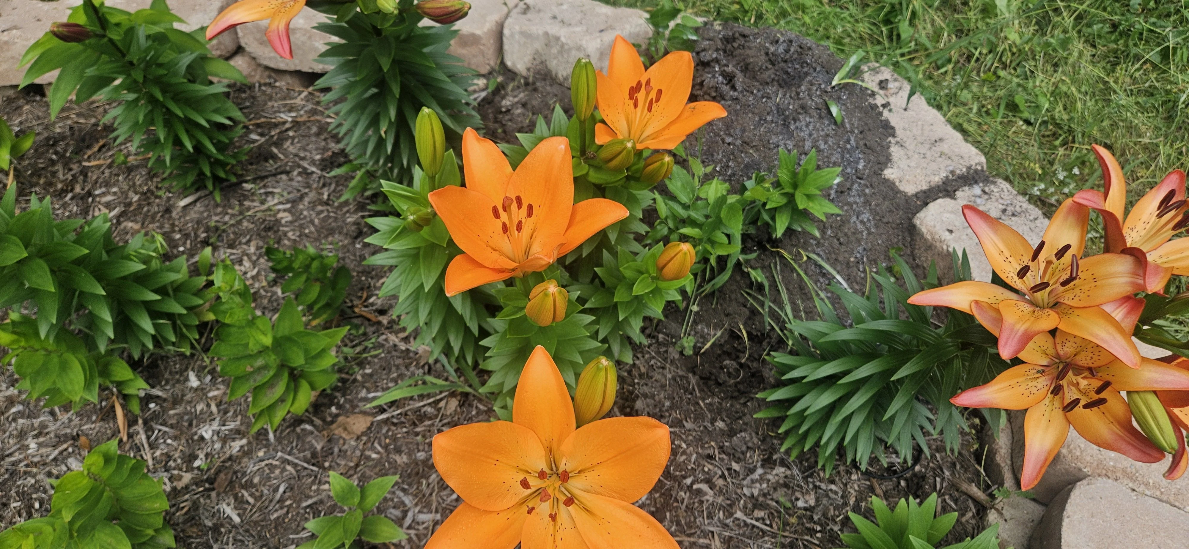The lilies are popping 🌞