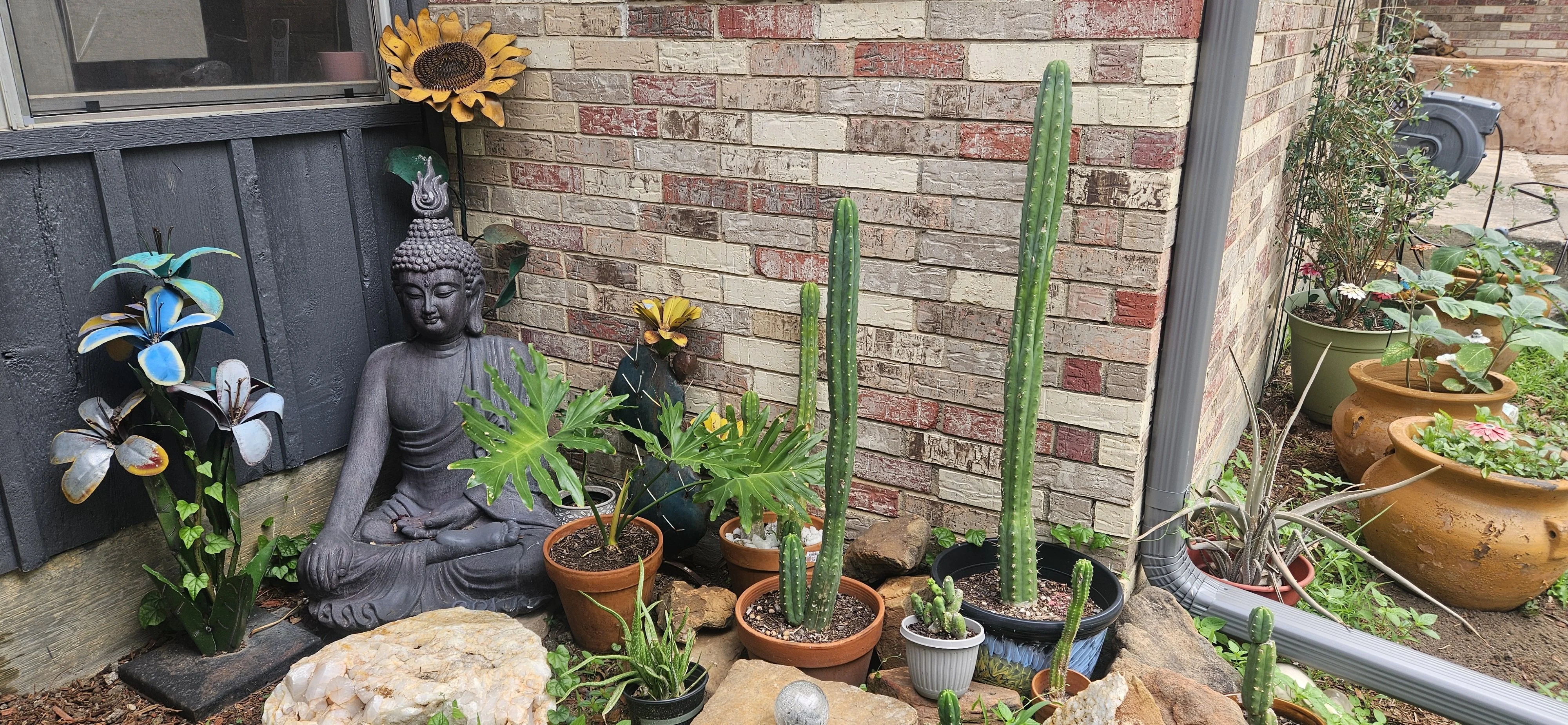 The lilies are popping 🌞